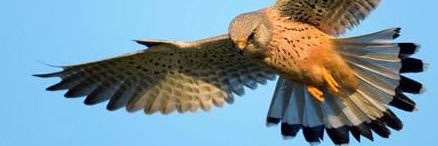 DSKestrel's profile banner image