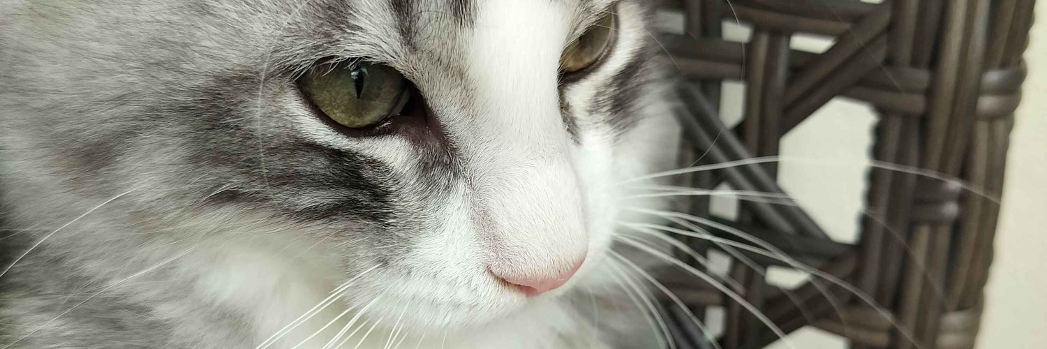 Ekk_oo's profile banner image