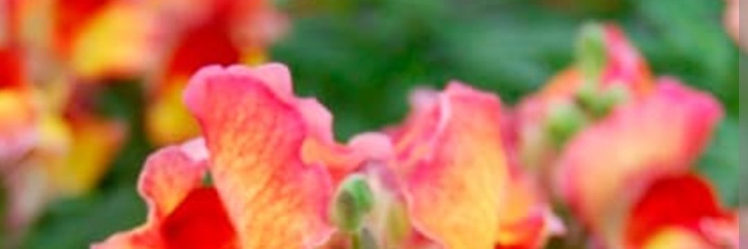 YFYXY's profile banner image