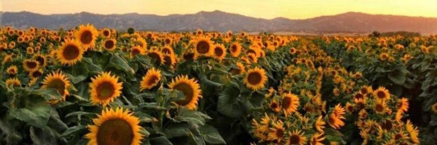 Vetus Flatus🏴‍☠️ banner