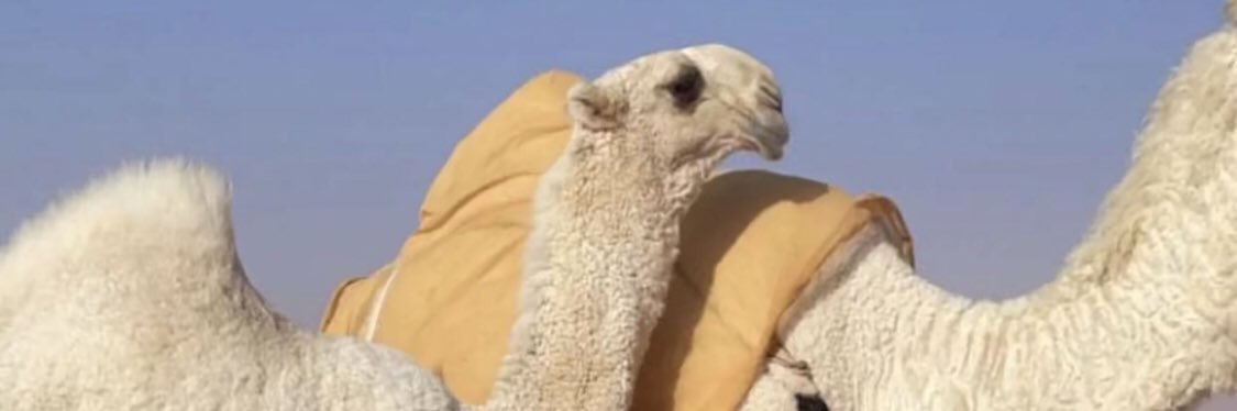 الـسبيعي banner