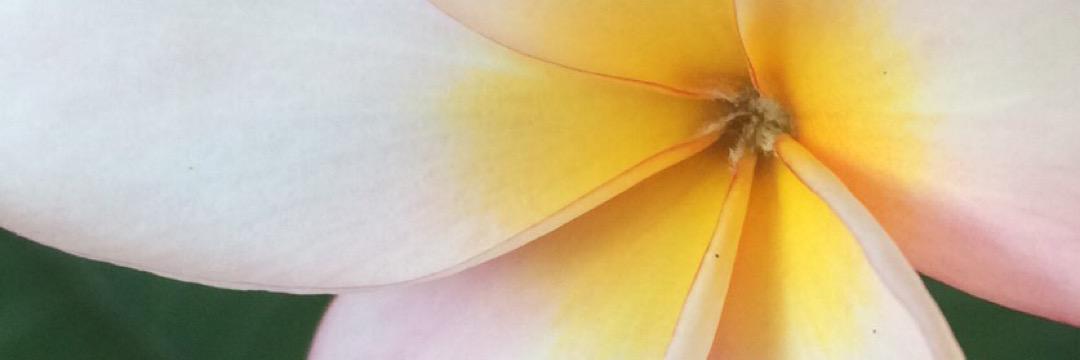 SarahBaughman's profile banner image
