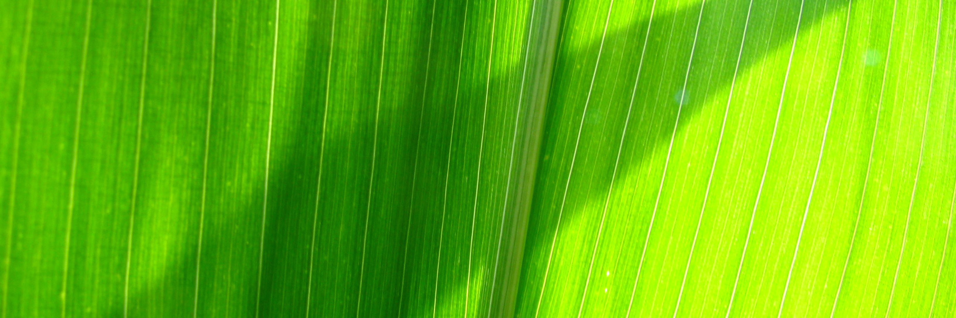 shaktitopia's profile banner image