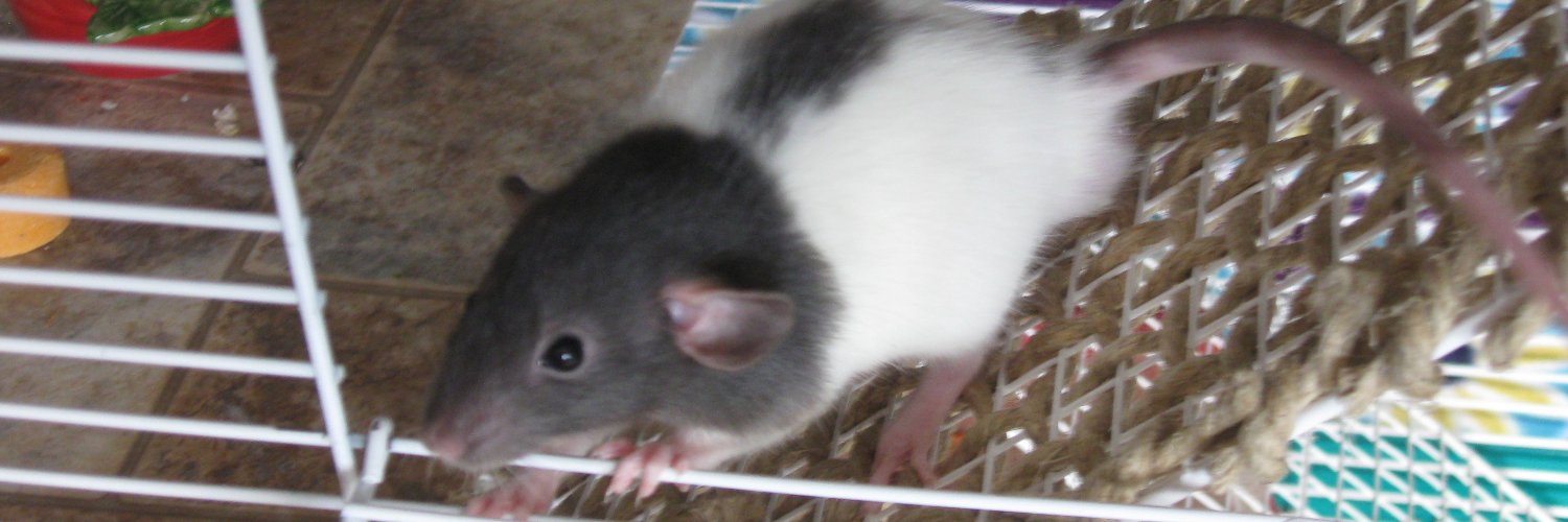 fatalexe's profile banner image