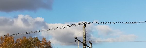 Violingi Profile Banner