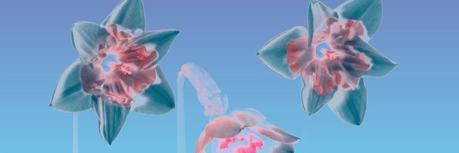 little dragon banner