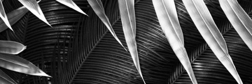 Danarve's profile banner image