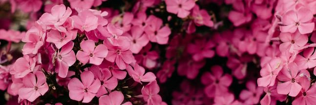 _elleXIII's profile banner image