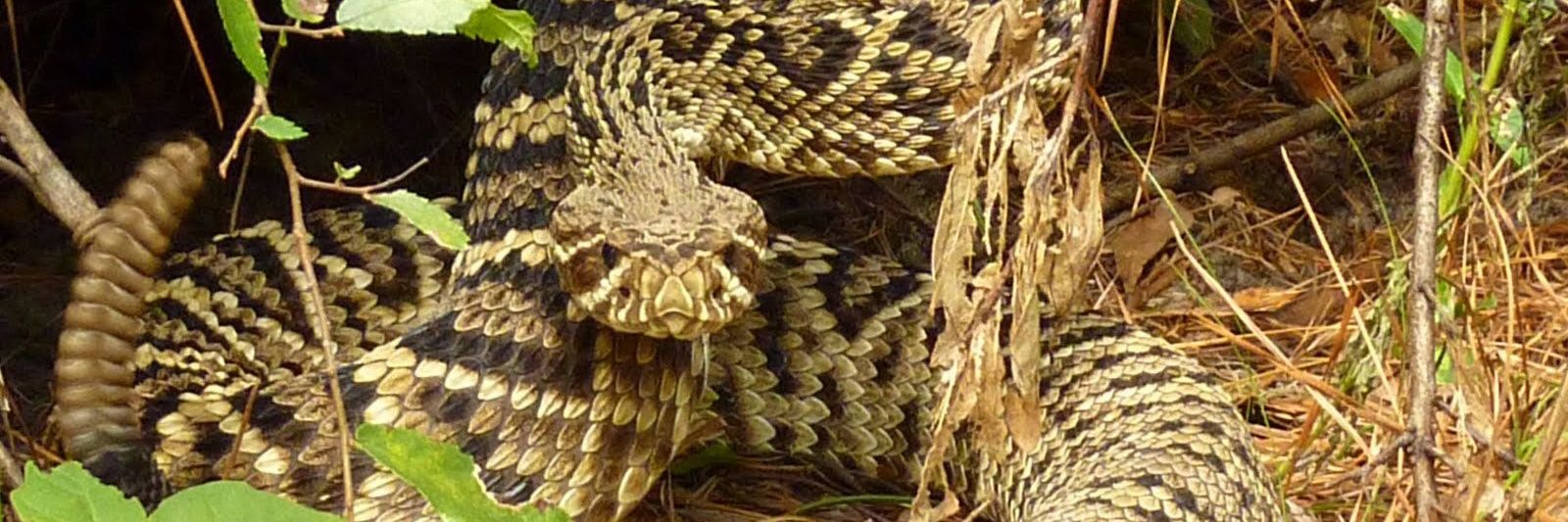 The Amazing Critter Man 🇺🇸🐍🔫 banner