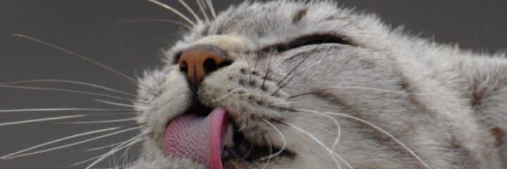 tunoo07's profile banner image
