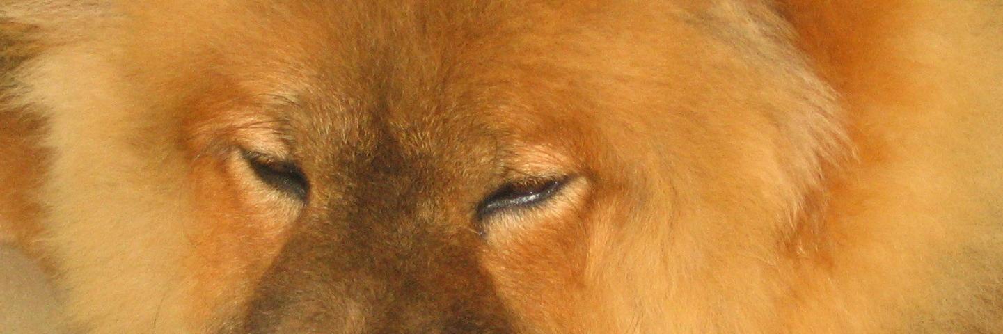 pinopitto's profile banner image
