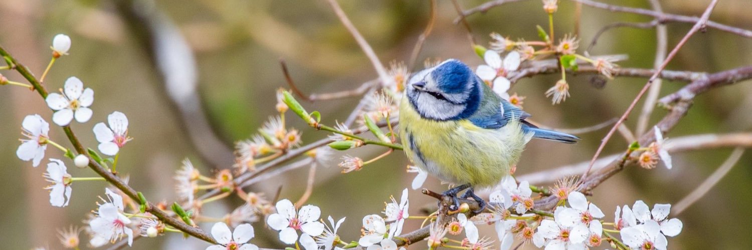 Michelle Becker banner