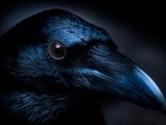 ravencrime's profile banner image