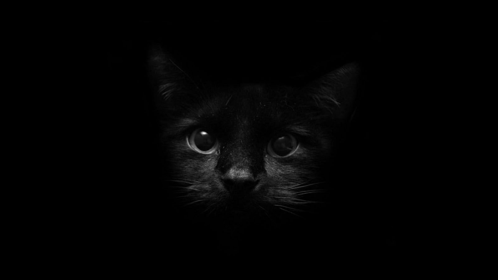 FeathR33's profile banner image