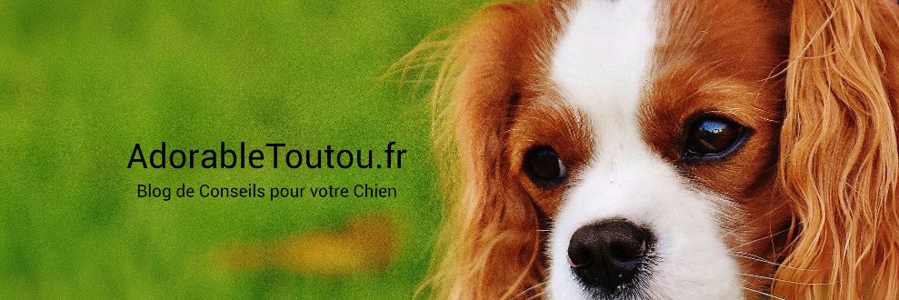 AdorableToutou's profile banner image