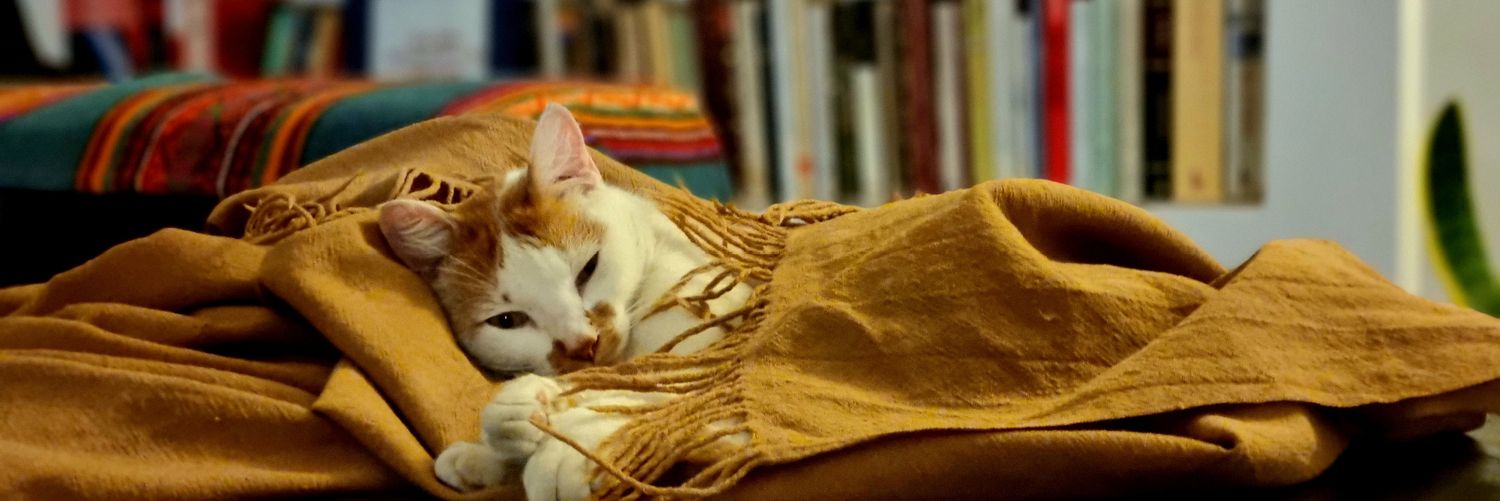 polmarias's profile banner image