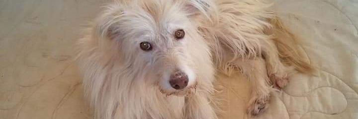 4Petjades's profile banner image