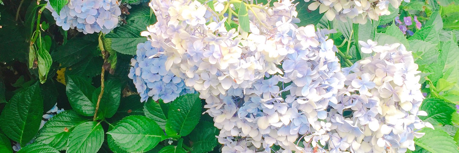 らら🌺 banner