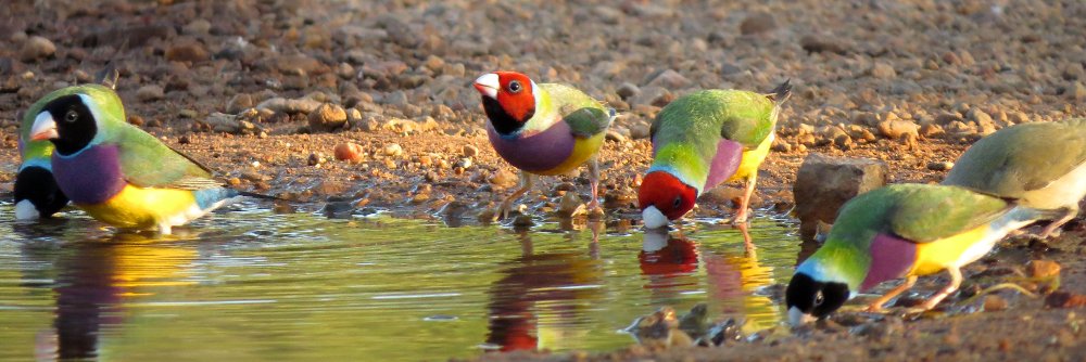 NTBirdTours's profile banner image