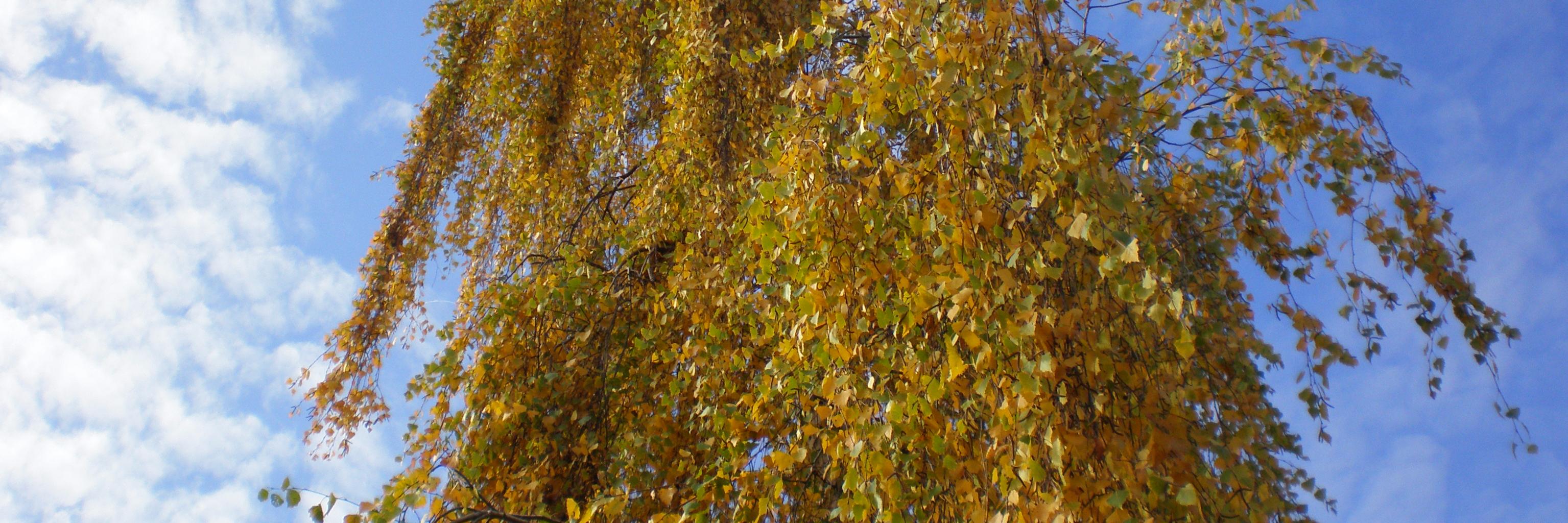 natasha3378's profile banner image