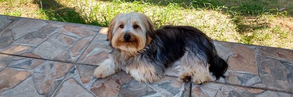 LeoDoPerigo Profile Banner