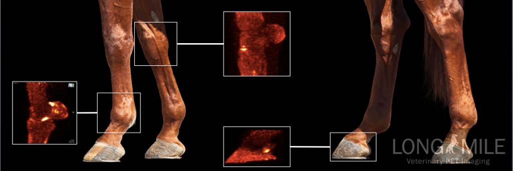 Equine PET Scan banner