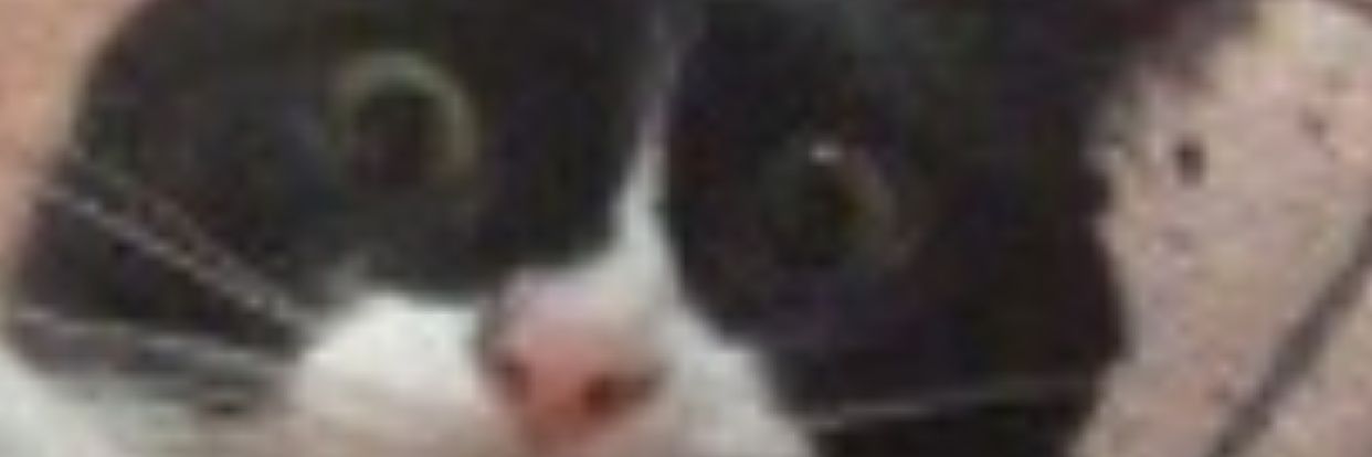 🗿🗿🗿🗿🗿🗿🗿🗿🗿🗿🗿🗿🗿🗿🗿🗿🗿🗿🗿 banner