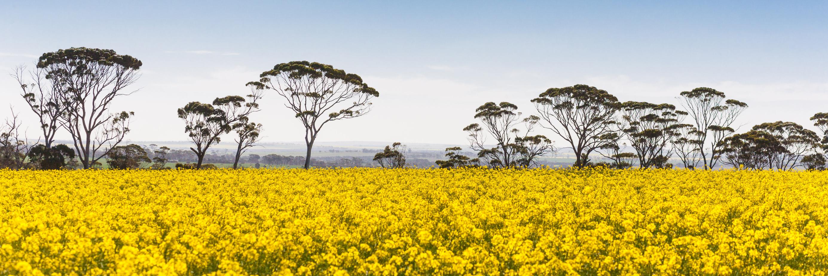 Juan Farinati banner