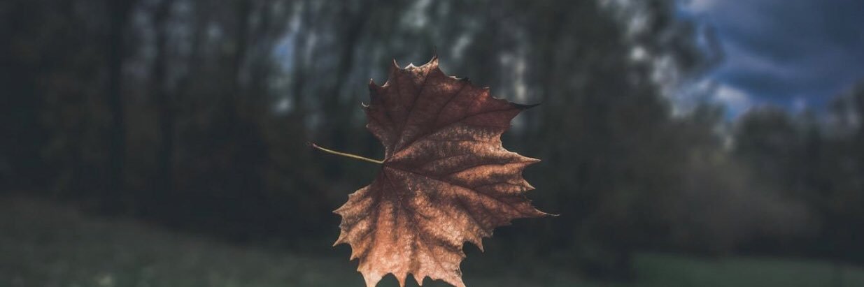 هاملت .. banner