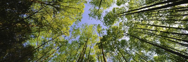 StaceyFarber Profile Banner