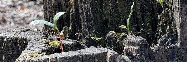 pejmanshojam31 Profile Banner