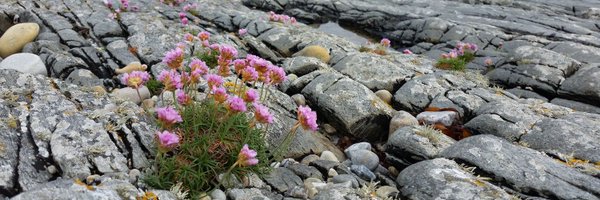 MCBotany Profile Banner