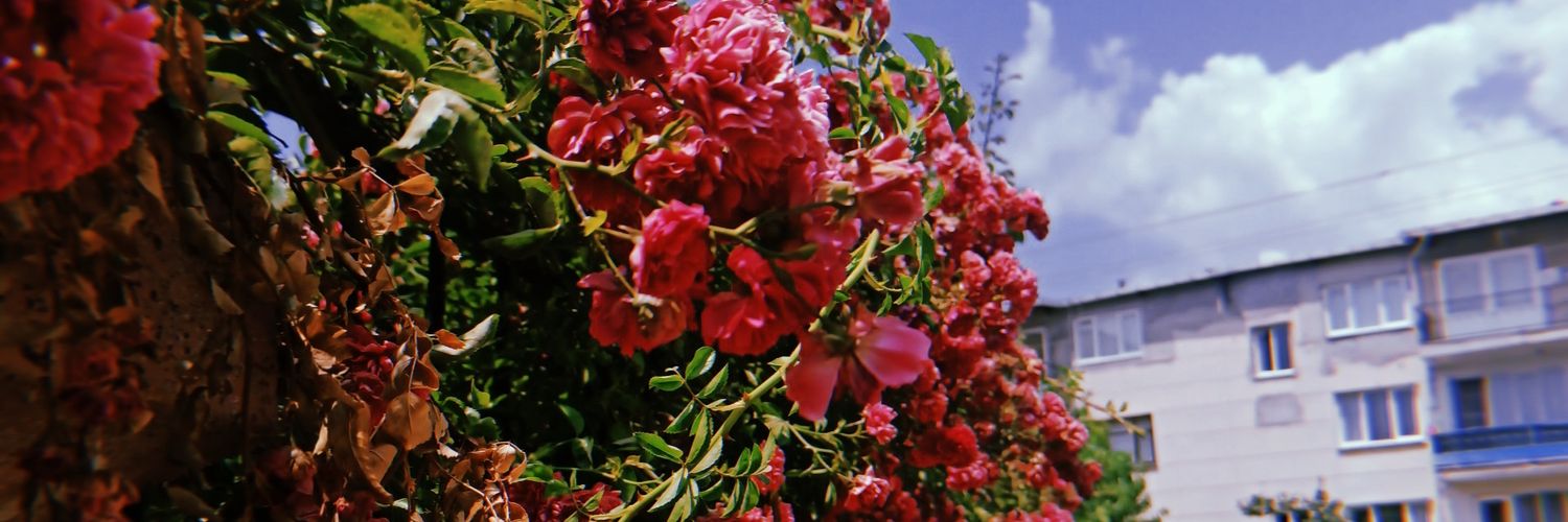 haticeserif's profile banner image
