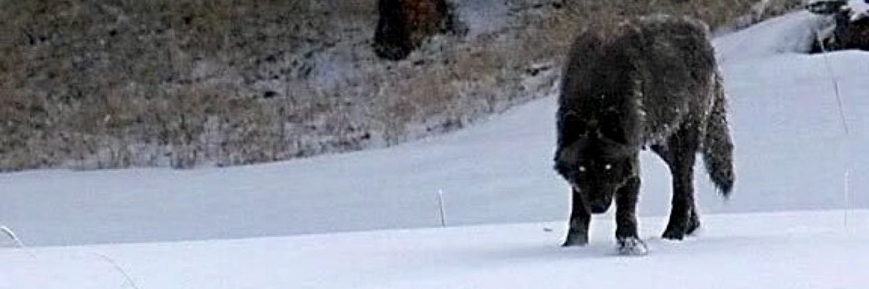 Jon_Chowthee's profile banner image