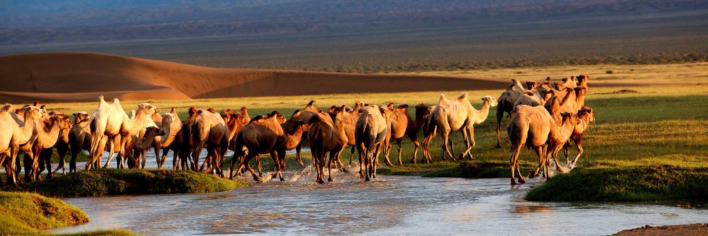 BiofinMongolia's profile banner image