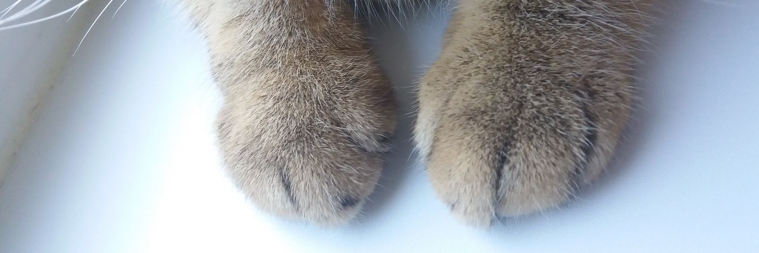 daria_purrr's profile banner image