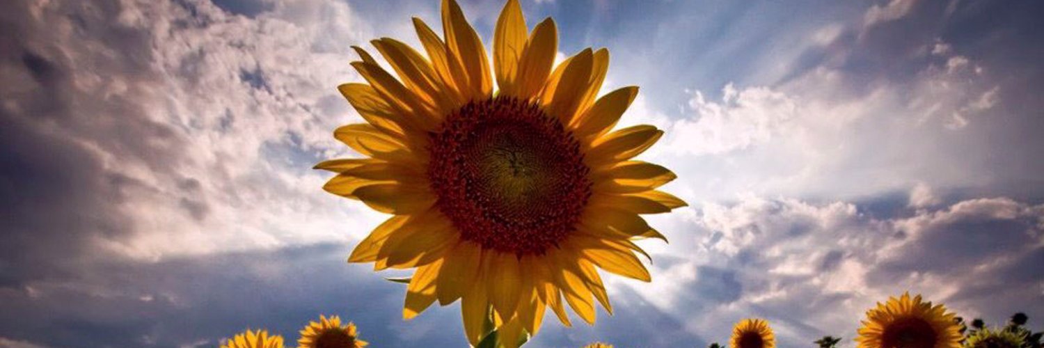 LicethCv's profile banner image
