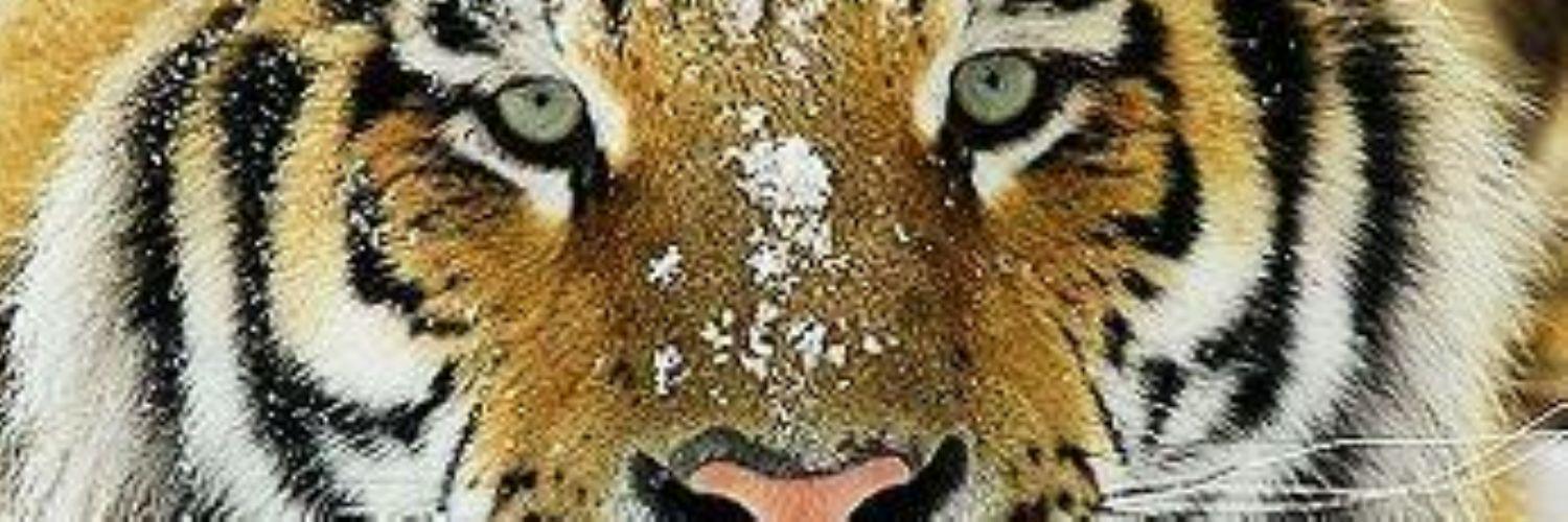 andisyahputra's profile banner image