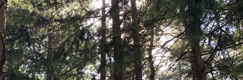 graveflowerr's profile banner image