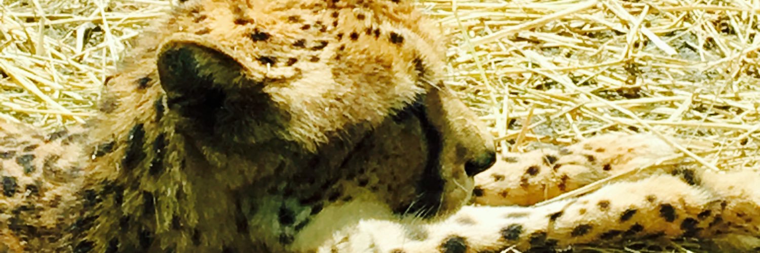ｸﾎﾞ🐆 banner