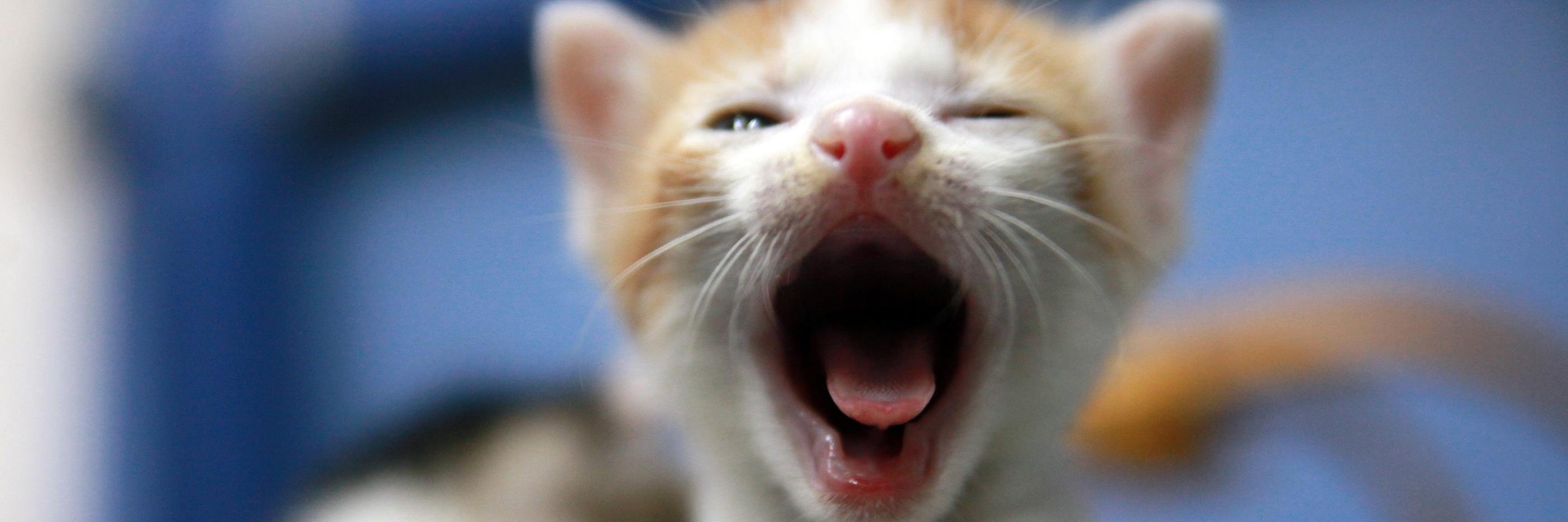 kitjacky's profile banner image