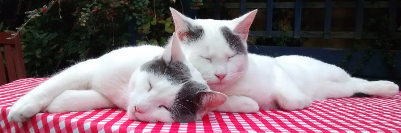 We is cats banner