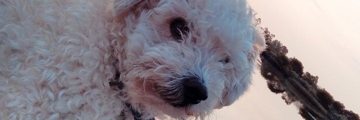 2812Pablo's profile banner image