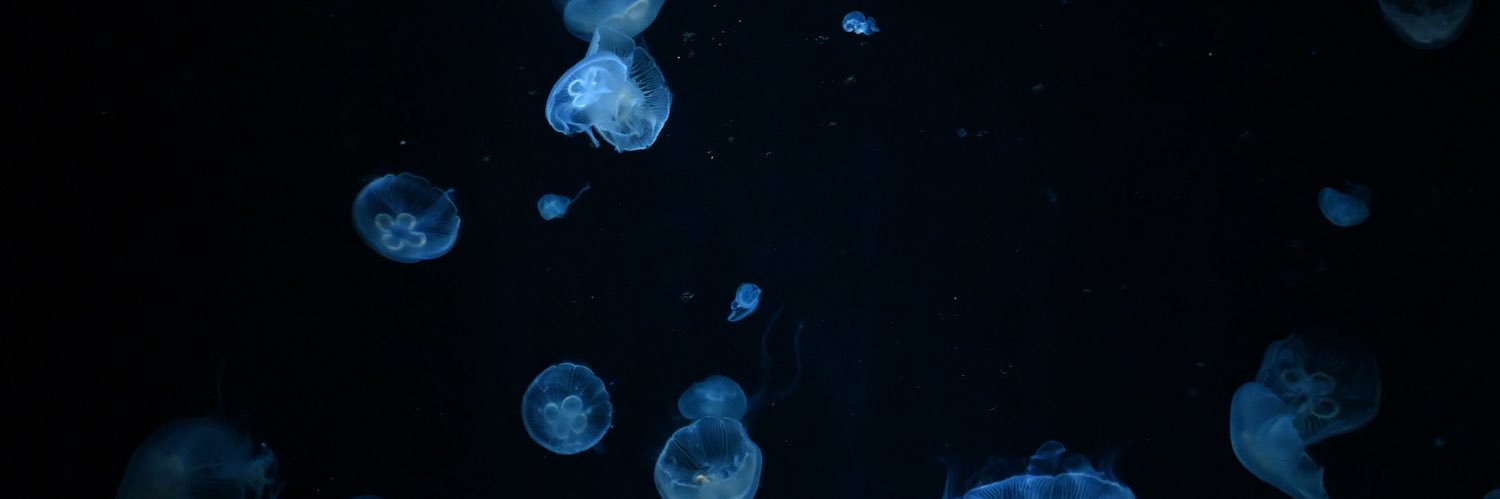 ぽんぽん banner