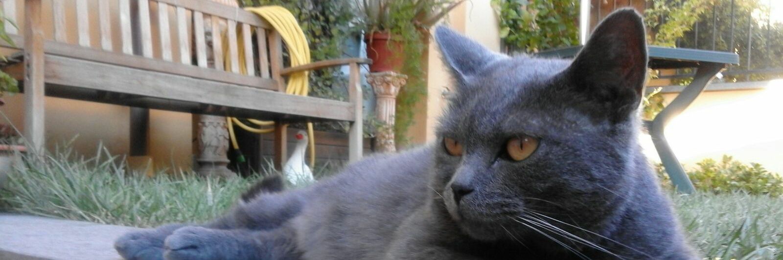 AltMariana's profile banner image