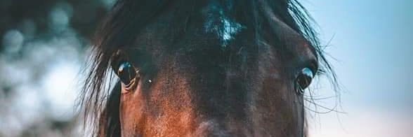 v_mmariel's profile banner image
