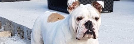 Le bouledogue BRETON ⭐⭐ banner