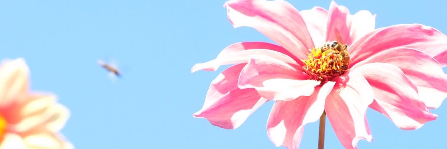 setmefree's profile banner image