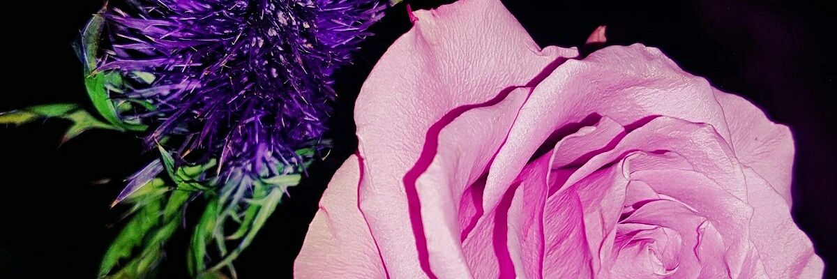 10priya08's profile banner image