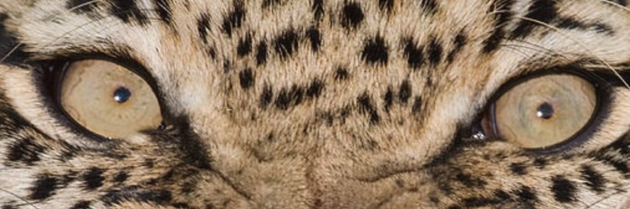 GeonelMoluba's profile banner image